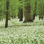 Bergstube 4*