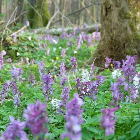 Bergstube 게스트하우스